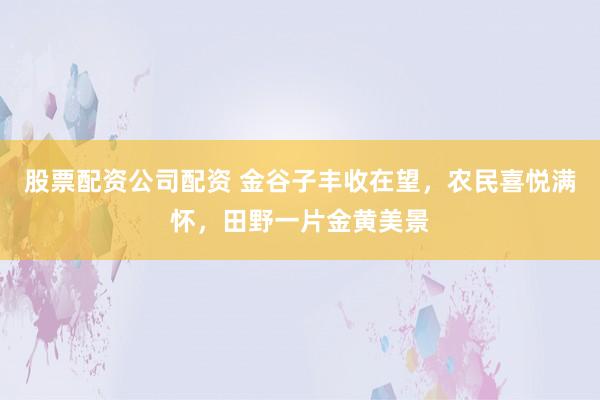 股票配资公司配资 金谷子丰收在望，农民喜悦满怀，田野一片金黄美景